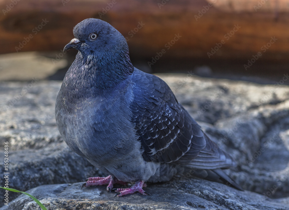 Paloma Stock Photo | Adobe Stock