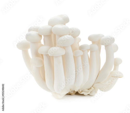 White beech mushrooms, Shimeji mushroom, Edible mushroom isolated on white background