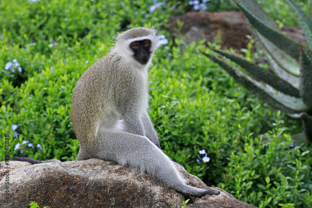 Vervet monkey, Sun City area, South Africa