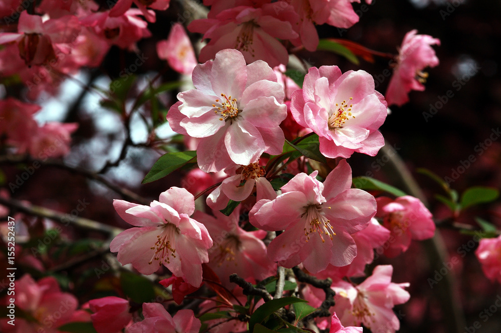 Obraz premium 花海棠