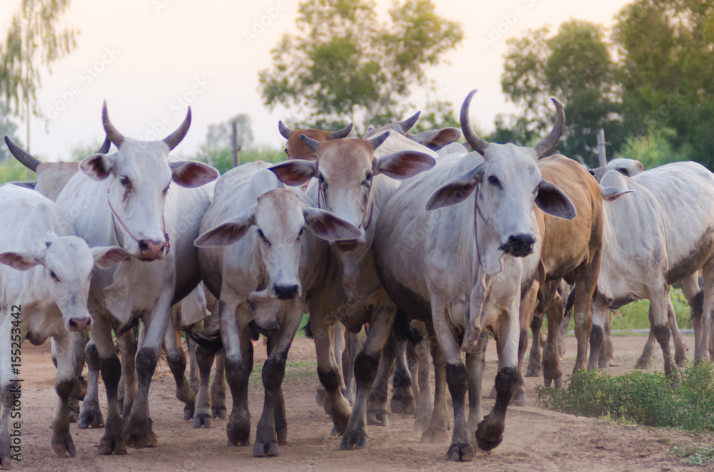 .The herd walked on the street heading for the farm's stable. Evening near dusk .The herd walked on the street heading for the farm's stable. Evening near dusk