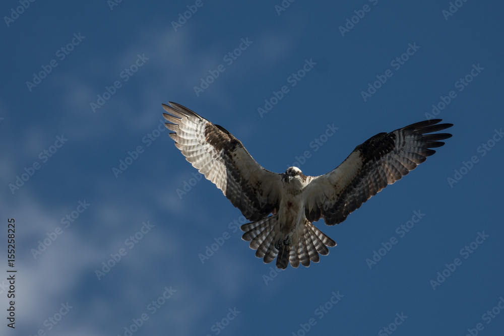 Obraz premium Osprey in flight