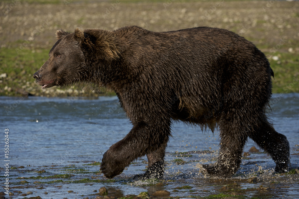 Coastal brown bear (Ursus arctors gyas), Katmai, Alaska