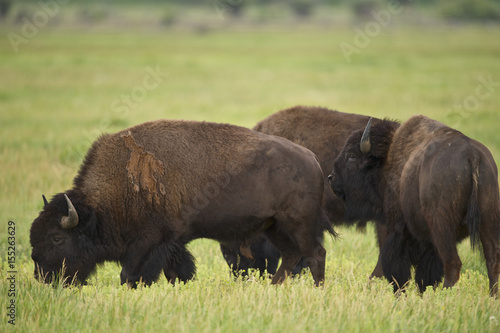 American Bison (Bison bison) Grand Teton NP, Wyoming