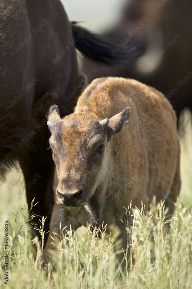 Fototapeta premium American Bison (Bison bison) Grand Teton NP, Wyoming