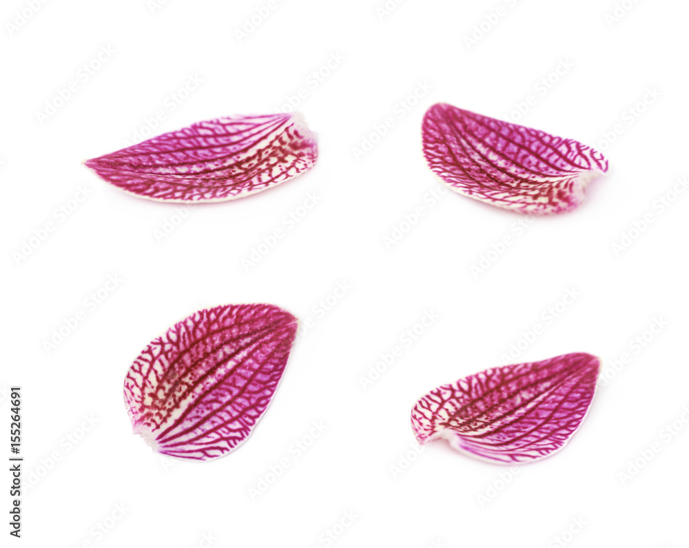 Single orchid flower petal isolated Single orchid flower petal isolated