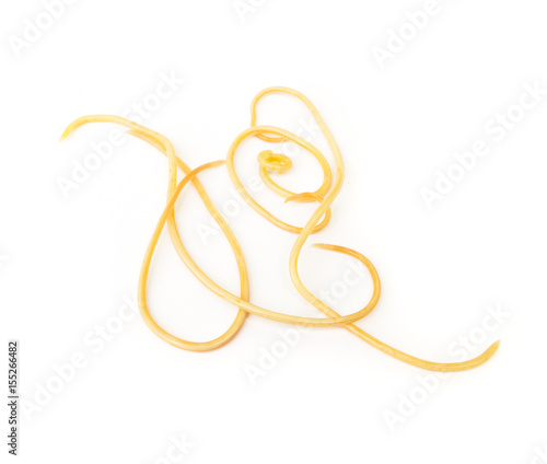 Helminthiasis Toxocara canis (also known as dog roundworm) or parasitic worms from little dog on white background, selective focus