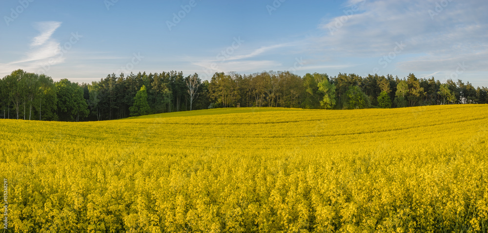 Fototapeta premium yellow, blooming canola field-panorama
