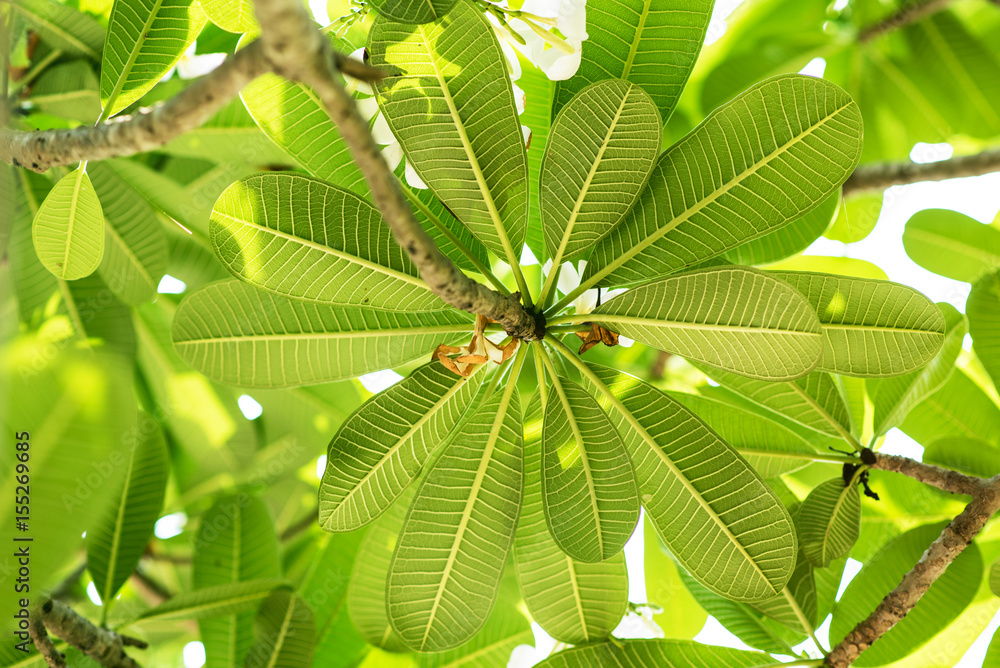 green leaves background green leaves background