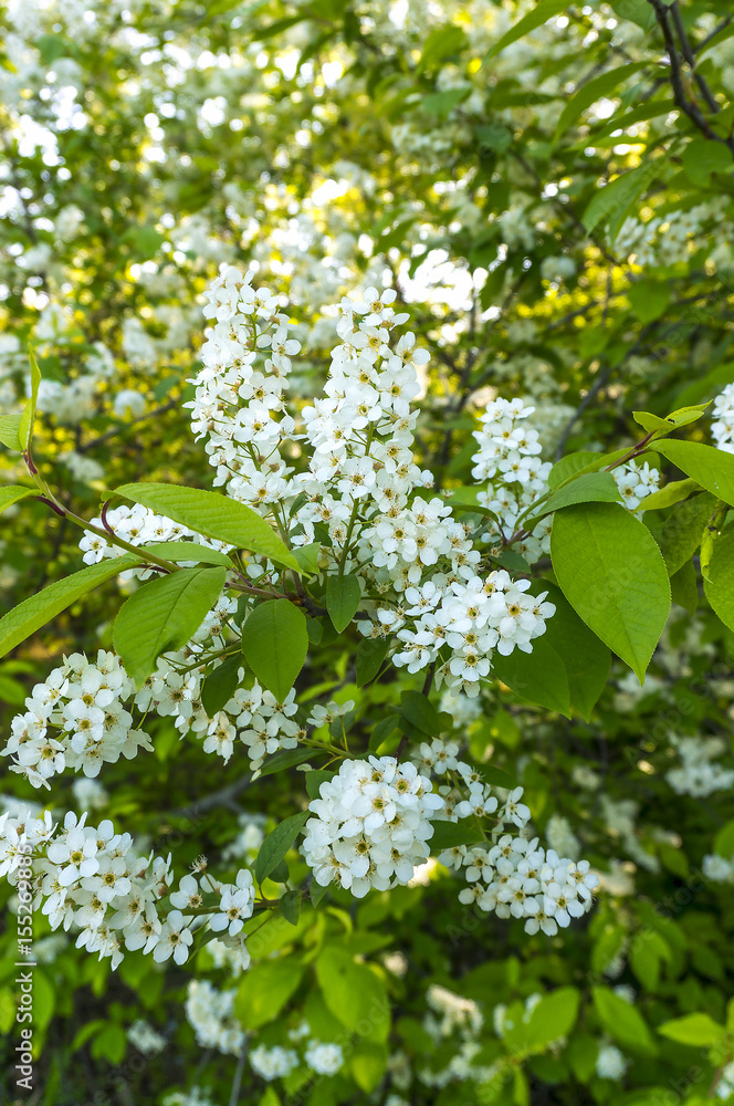 Fototapeta premium Flowers cherry. White cherry.