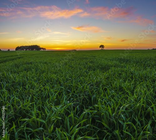 Colorful sunset over the spring field