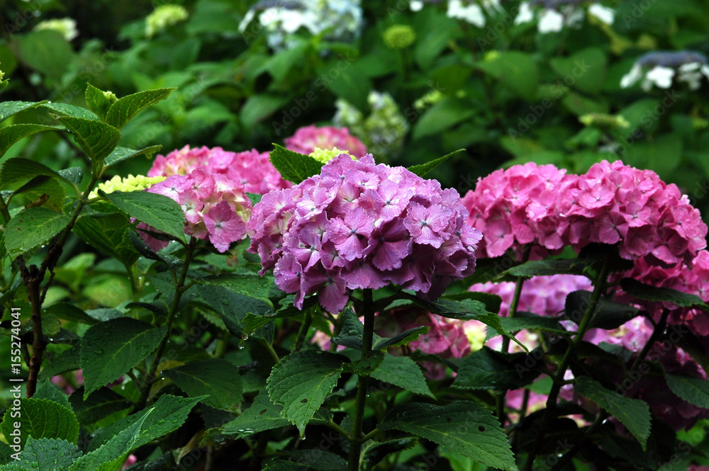 多摩川台公園の紫陽花 多摩川台公園の紫陽花