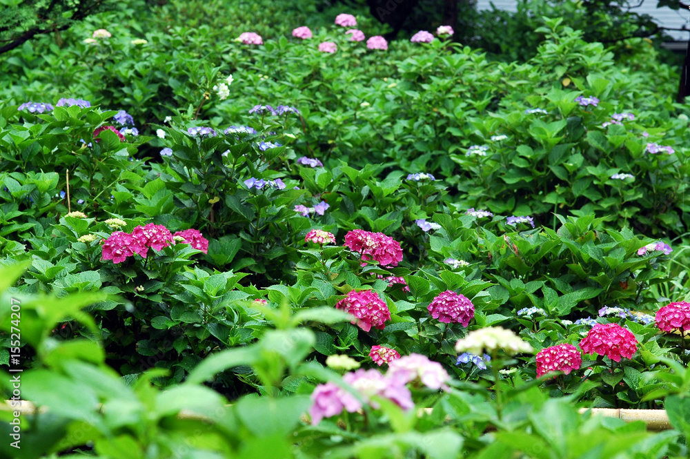 多摩川台公園の紫陽花
