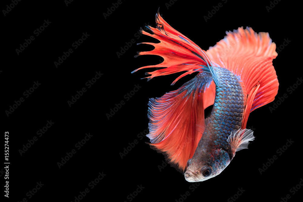 Siamese fighting fish Siamese fighting fish