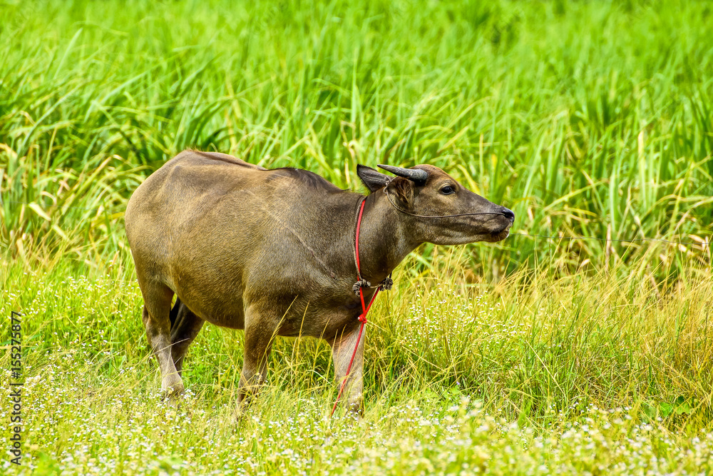 Young brown buffalo in grassland Young brown buffalo in grassland