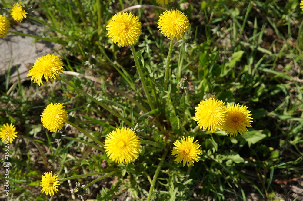 Bright yellow spring dandelions Bright yellow spring dandelions