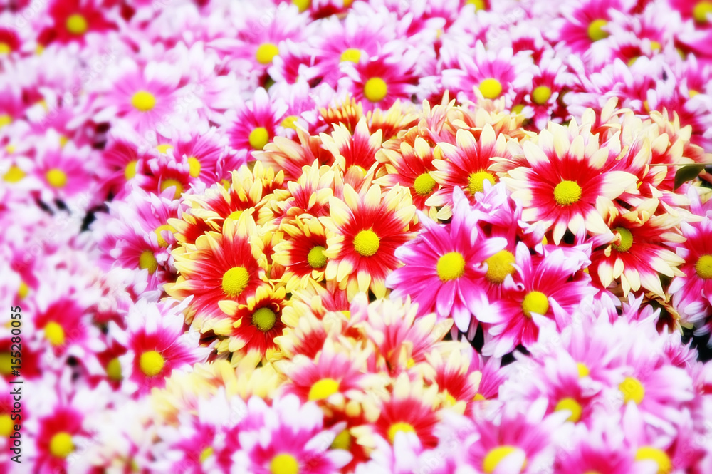colorful flowers colorful flowers