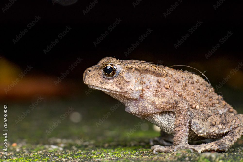 Small brown Asian common Toad (Chordata: Amphibia: Anura: Bufonidae: Duttaphrynus melanostictus) with bumpy skin, sit down and stay still on the ground during the night isolated with dark background Small brown Asian common Toad (Chordata: Amphibia: Anura: Bufonidae: Duttaphrynus melanostictus) with bumpy skin, sit down and stay still on the ground during the night isolated with dark background
