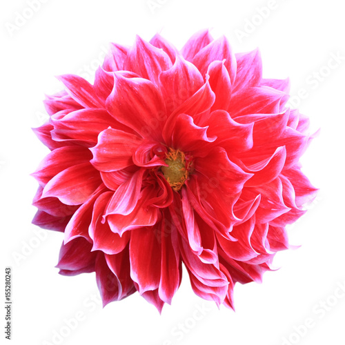  red flower blooming isolated