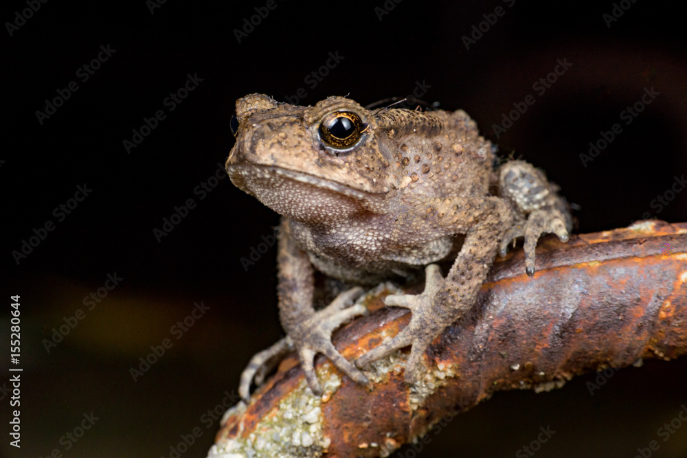 Small brown Asian common Toad (Anura: Bufonidae: Duttaphrynus melanostictus) with bumpy skin, sit down and stay still on a rusty steel rod during the night isolated with black dark background Small brown Asian common Toad (Anura: Bufonidae: Duttaphrynus melanostictus) with bumpy skin, sit down and stay still on a rusty steel rod during the night isolated with black dark background