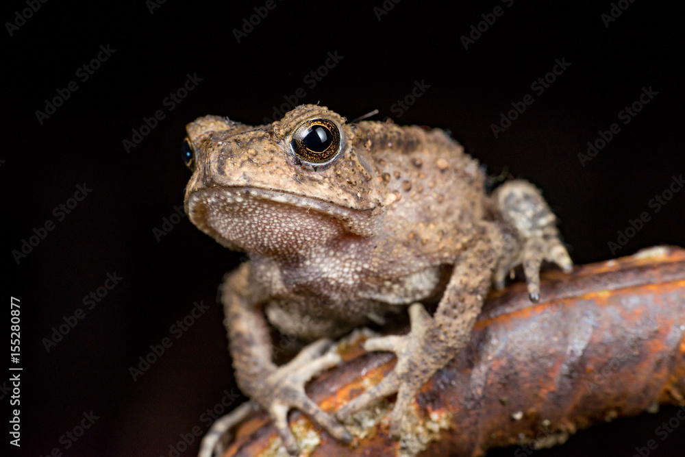 Small brown Asian common Toad (Anura: Bufonidae: Duttaphrynus melanostictus) with bumpy skin, sit down and stay still on a rusty steel rod during the night isolated with black dark background Small brown Asian common Toad (Anura: Bufonidae: Duttaphrynus melanostictus) with bumpy skin, sit down and stay still on a rusty steel rod during the night isolated with black dark background
