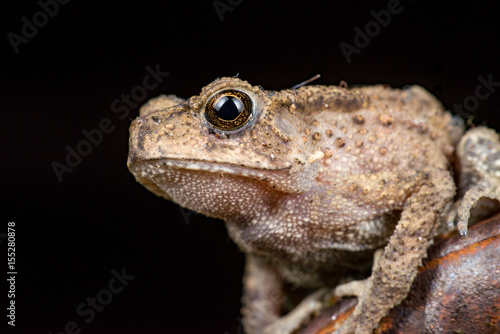 Small brown Asian common Toad  Anura  Bufonidae  Duttaphrynus melanostictus  with bumpy skin  sit down and stay still on a rusty steel rod during the night isolated with black dark background