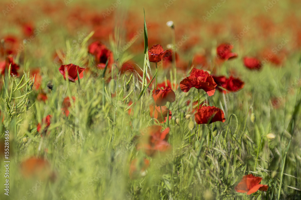 Obraz premium Coquelicots.