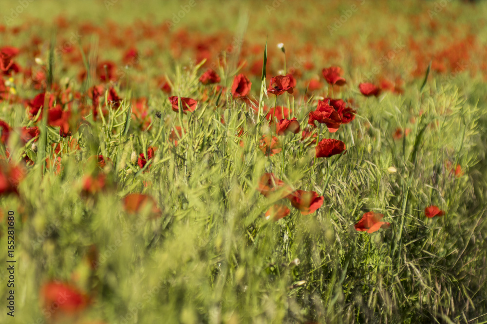 Fototapeta premium Coquelicots.