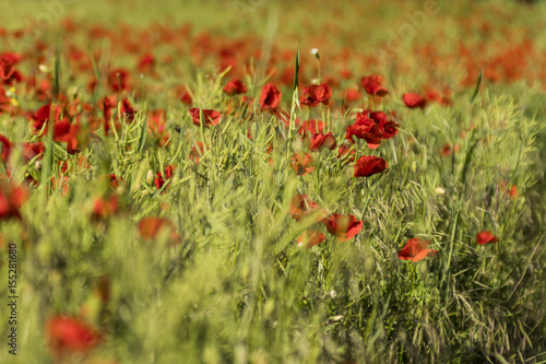 Coquelicots.