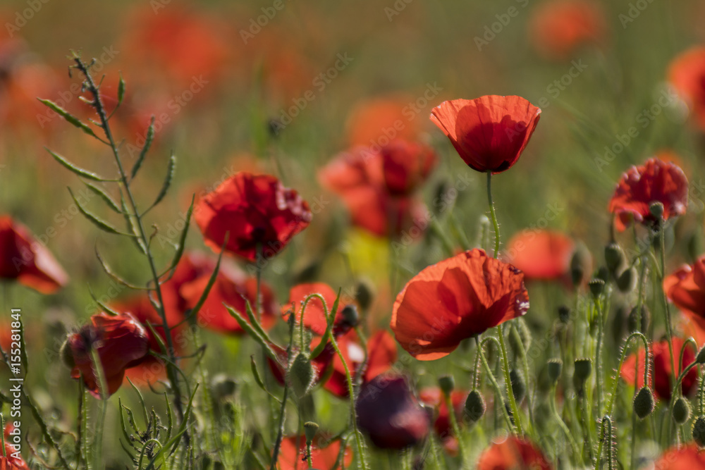 Obraz premium Coquelicots.