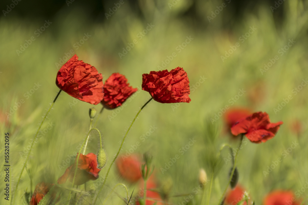 Fototapeta premium Coquelicots.