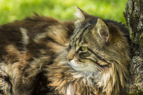 Chats - Isère. photo