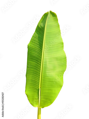 green banana leaf isolated