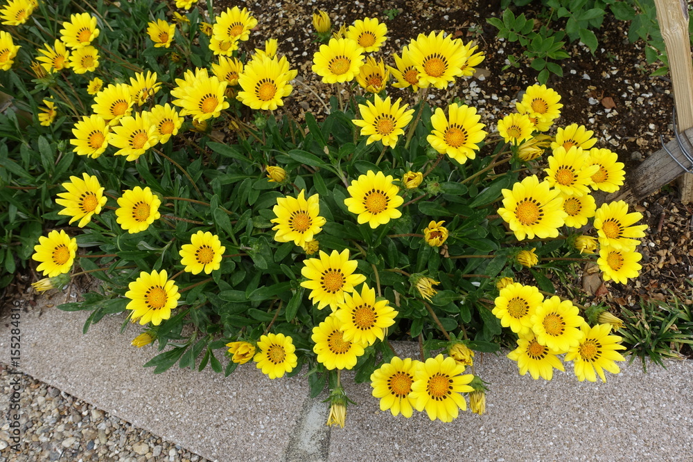 Obraz premium 初夏の花壇