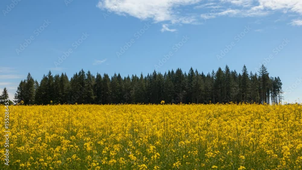 Ultra high definition 4k time lapse movie of white clouds and blue sky over blooming yellow mustard field on a breezy day in Portland Oregon 4096x2304 Ultra high definition 4k time lapse movie of white clouds and blue sky over blooming yellow mustard field on a breezy day in Portland Oregon 4096x2304