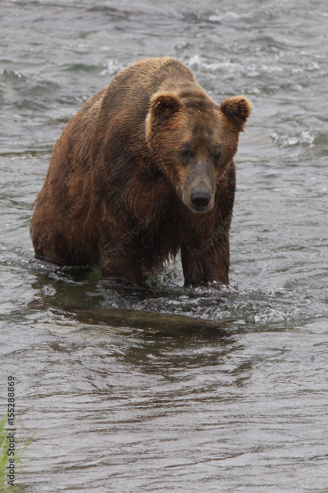 Grizzly bear in Alaska Katmai National Park hunts salmons (Ursus arctos horribilis) Grizzly bear in Alaska Katmai National Park hunts salmons (Ursus arctos horribilis)