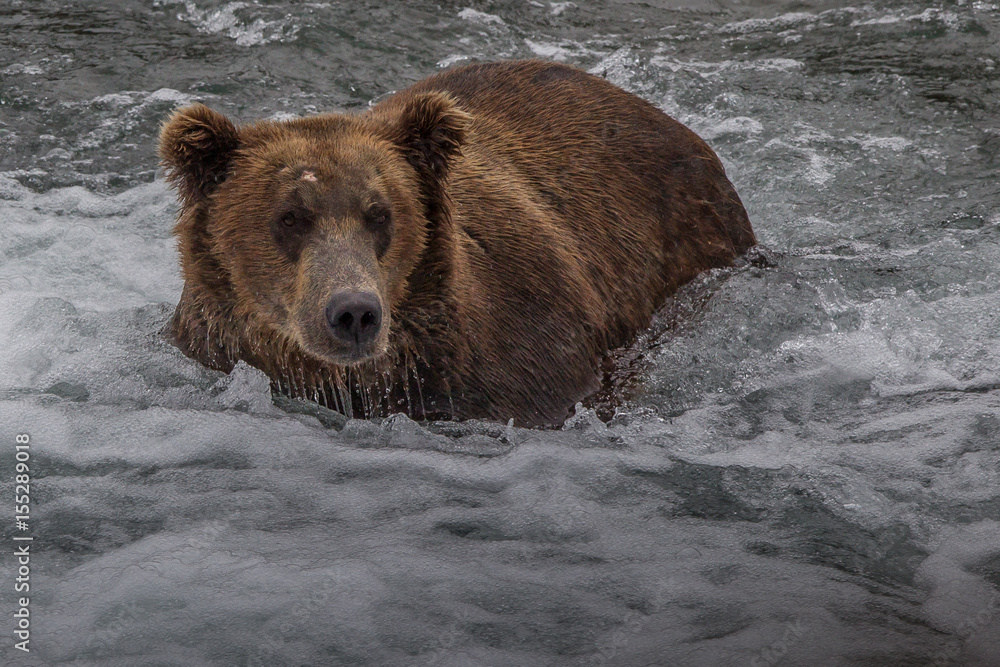 Grizzly bear in Alaska Katmai National Park hunts salmons (Ursus arctos horribilis) Grizzly bear in Alaska Katmai National Park hunts salmons (Ursus arctos horribilis)