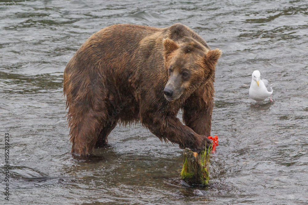 Grizzly bear in Alaska Katmai National Park hunts salmons (Ursus arctos horribilis) Grizzly bear in Alaska Katmai National Park hunts salmons (Ursus arctos horribilis)