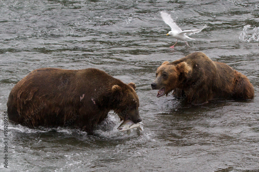 Grizzly bear in Alaska Katmai National Park hunts salmons (Ursus arctos horribilis) Grizzly bear in Alaska Katmai National Park hunts salmons (Ursus arctos horribilis)
