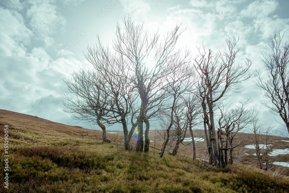 Landscape of mystery forest in spring in the cloudy day Landscape of mystery forest in spring in the cloudy day