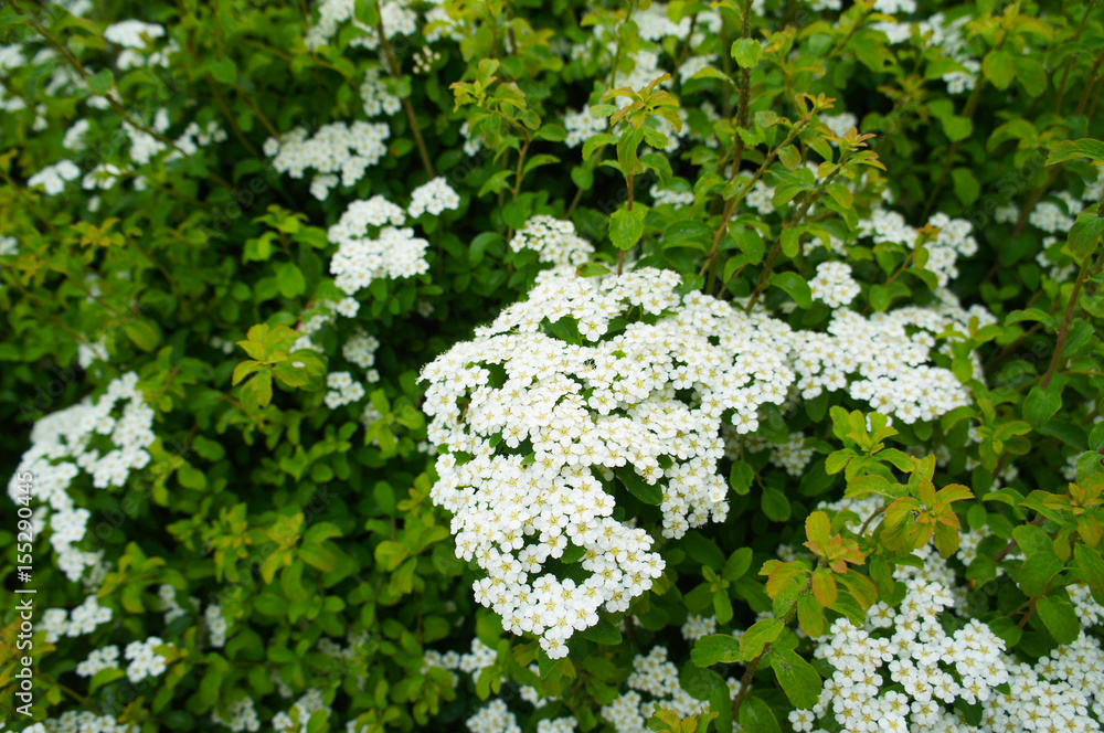 Bridal wreath spirea white flowers with green Bridal wreath spirea white flowers with green