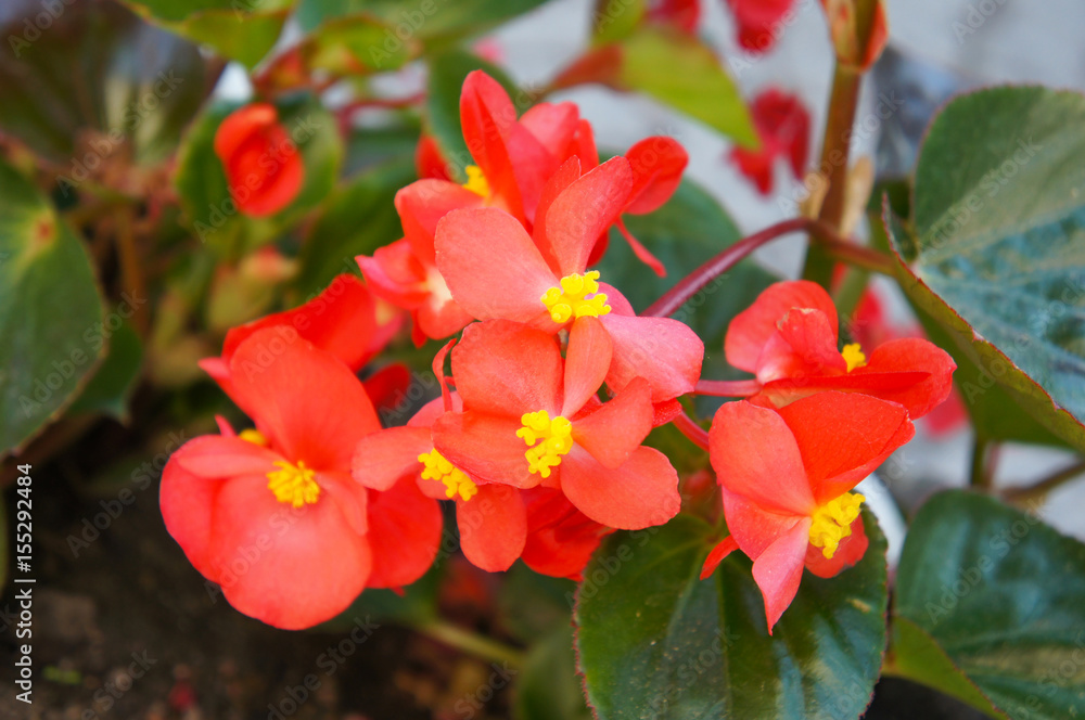 Red begonia flowers with green Red begonia flowers with green