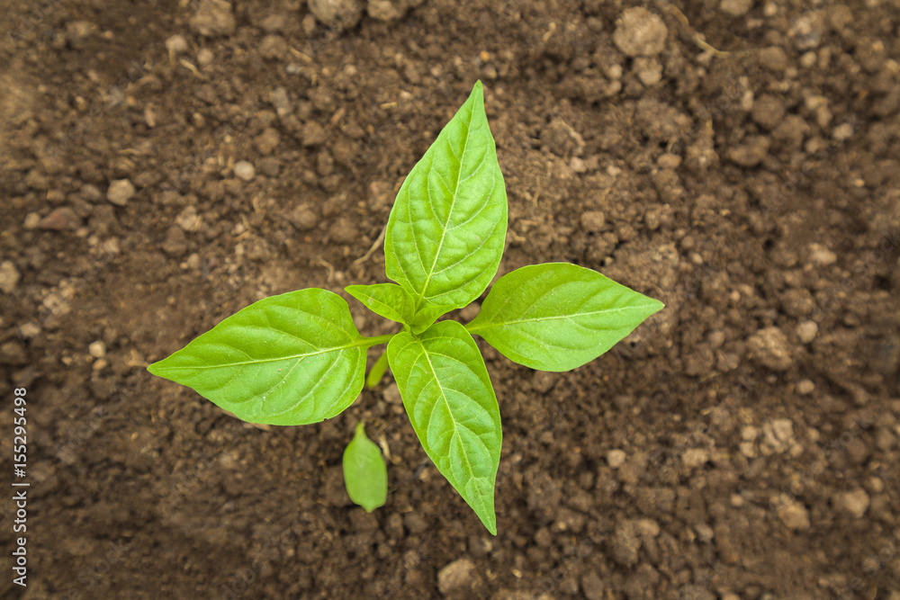 Green hot pepper plant leaves in the greenhouse. Preparations for the garden season in spring. Green hot pepper plant leaves in the greenhouse. Preparations for the garden season in spring.