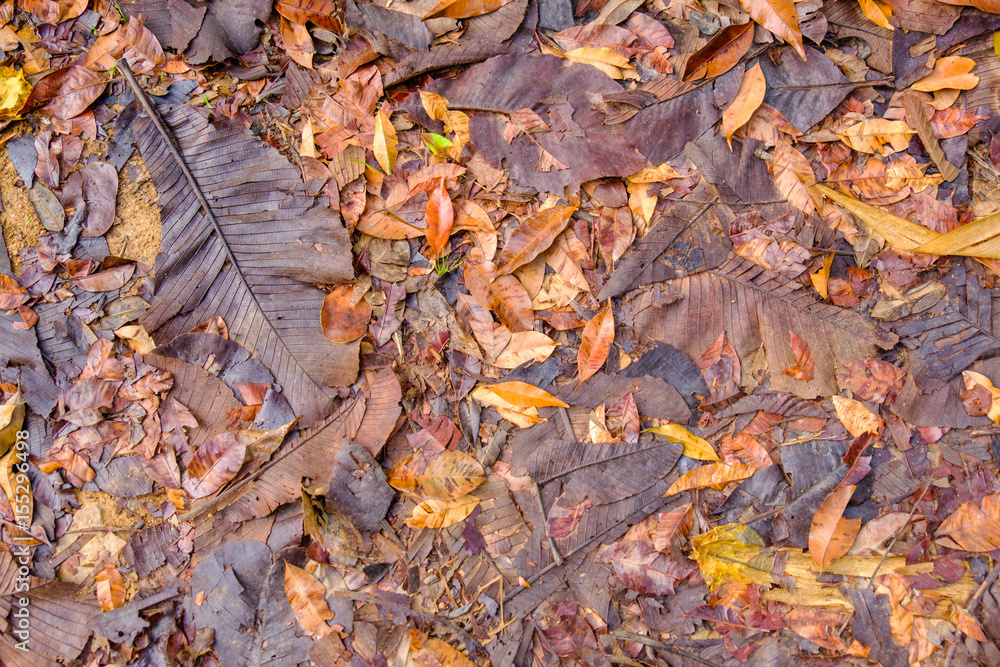 Dry leaves with moisture from fog on the ground.