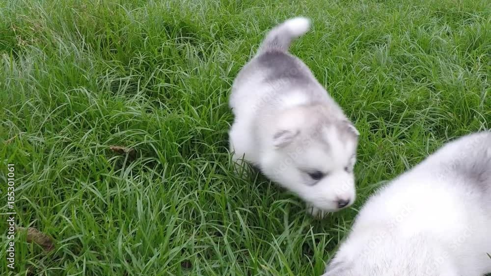 Cute siberian husky puppy running on grass,slow motion Cute siberian husky puppy running on grass,slow motion