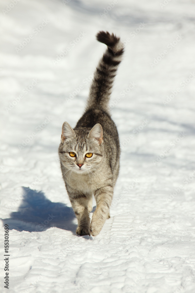 Gray cat goes on a snow. The cat is walking in the winter on a sunny day.