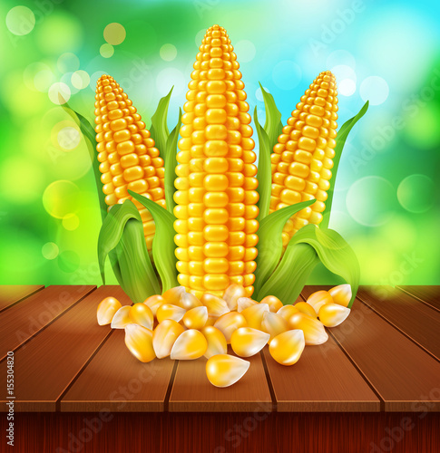 vector background with grains and cobs of corn  on a wooden table on the background of the sky and green foliage
