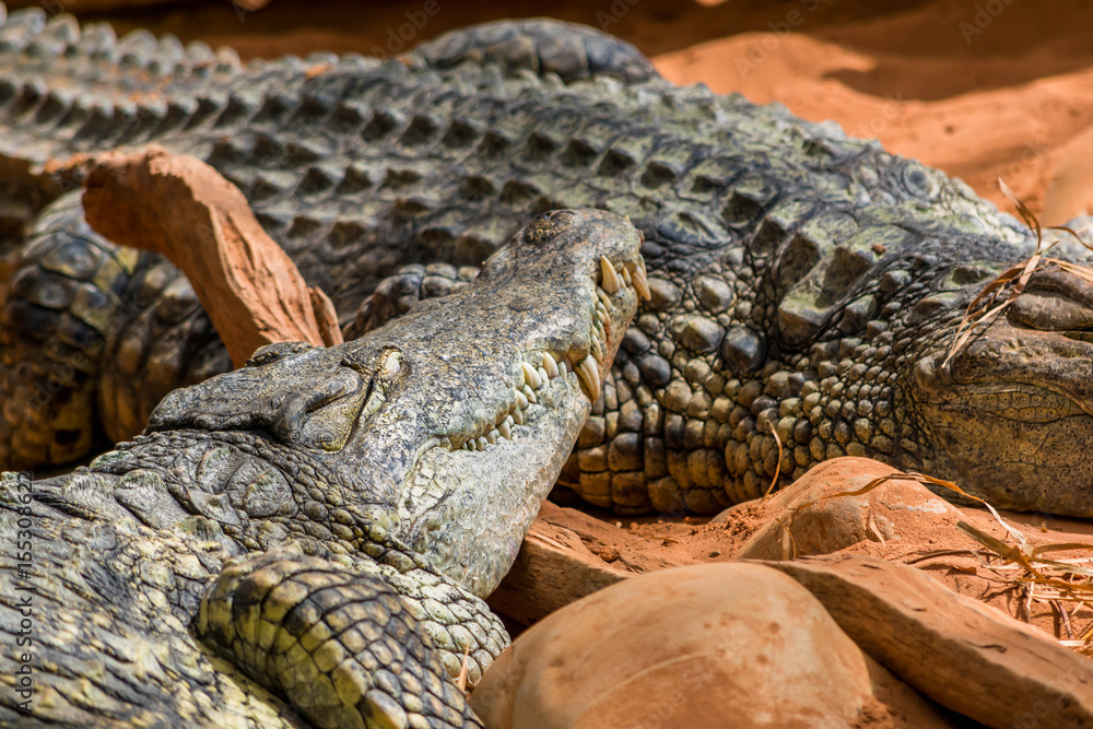 Fototapeta premium Crocodile.