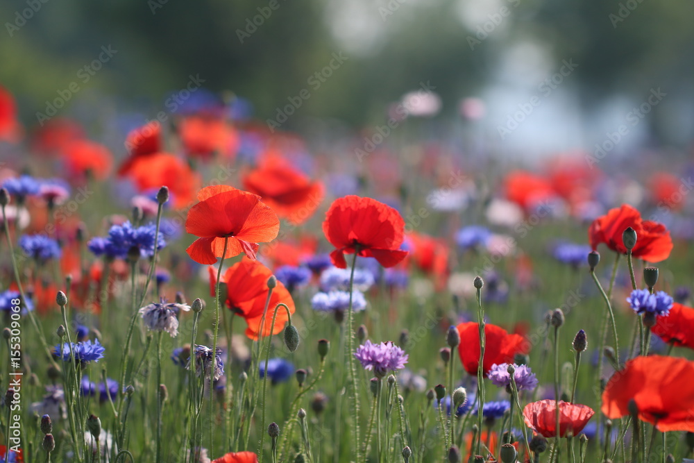 Obraz premium Beautiful poppies in May