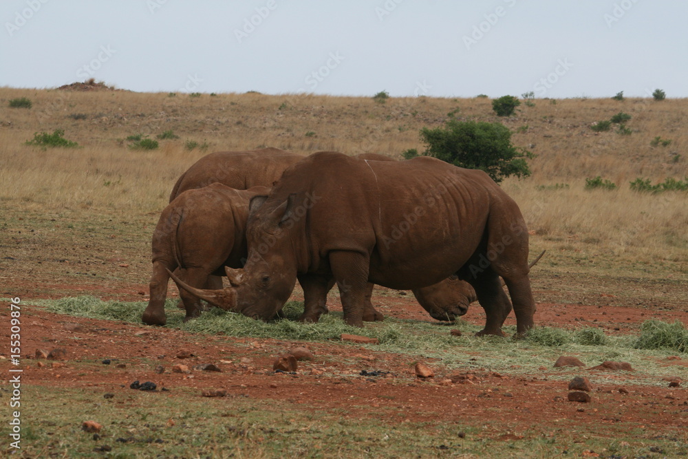 Obraz premium Rhino South Africa